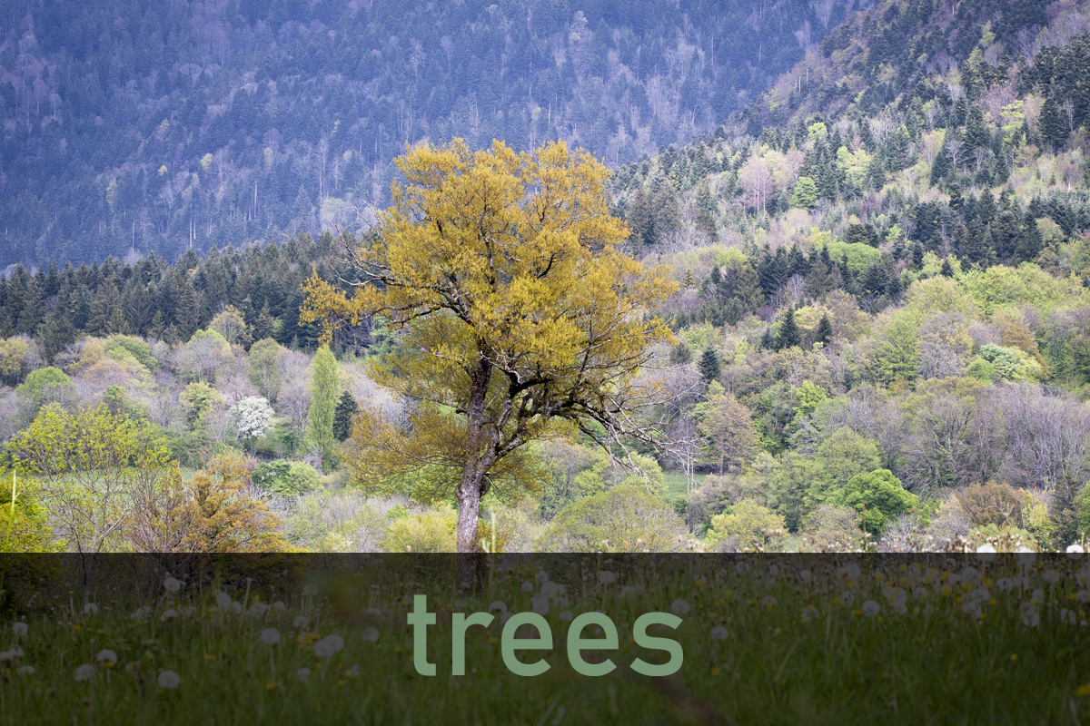 Arbres
